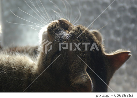 お手入れ中のキジトラ猫（顔アップ）の写真素材 [60686862] - PIXTA