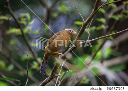 170421ガビチョウ12 60687303