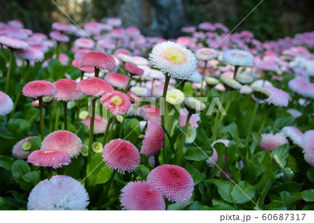 春の訪れ③ 60687317