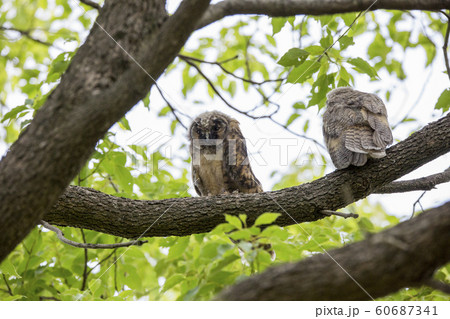 170609トラフズク06 60687341