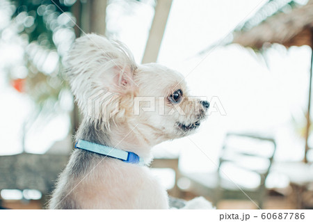 Dog relax on beach chair when travel at sea Dog relax on beach chair when travel at sea 60687786