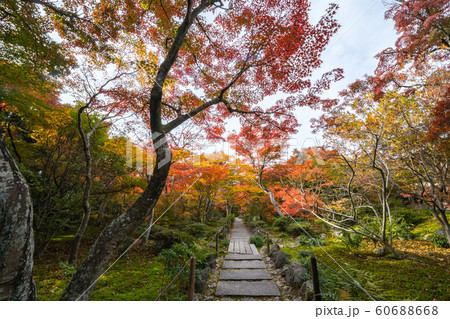 紅葉 紅葉 60688668