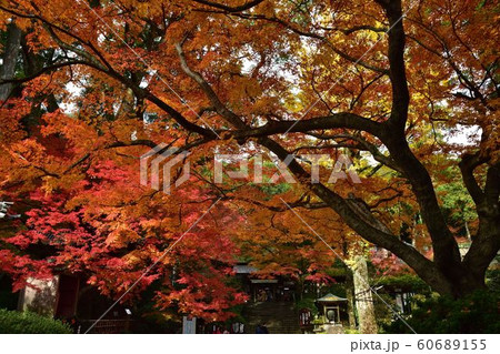 大興善寺の紅葉 60689155