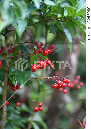 マンリョウの実 60689864