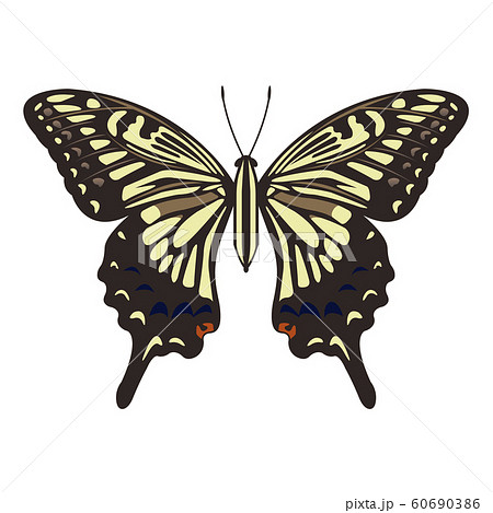 アゲハチョウ 60690386