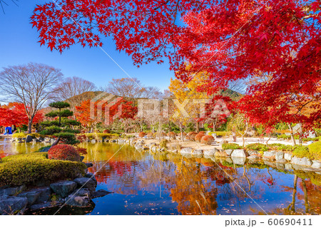 桜山公園の紅葉 群馬県藤岡市 の写真素材