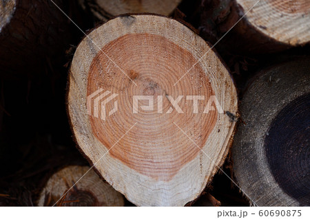 間伐材の年輪 60690875