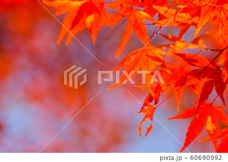 和風イメージ「紅葉」 60690992