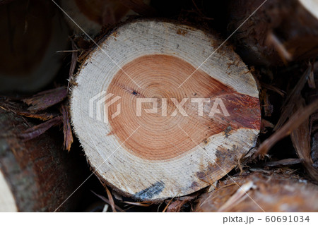 間伐材の年輪 60691034