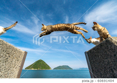 猫ジャンプ！ 60691404