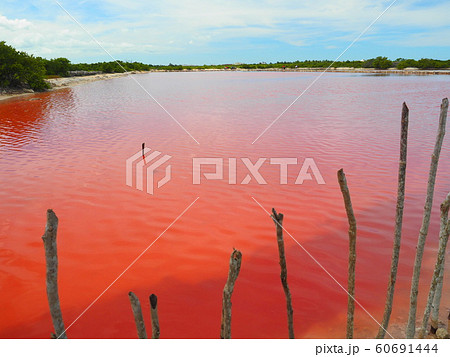 ＜メキシコ＞ピンクラグーン③ 60691444