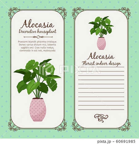Vintage label with alocasia plant 60691985