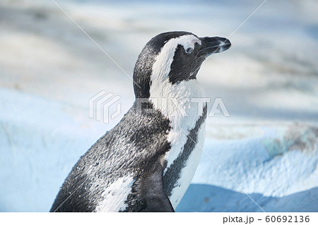 自由に動くペンギンの写真素材