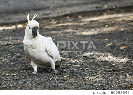 White cockatoo White cockatoo 60692642
