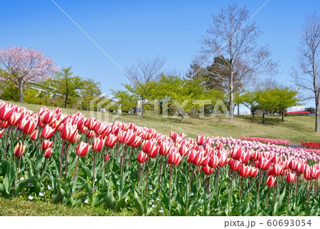国営明石海峡公園のチューリップ畑　スプリングサプライズ 60693054