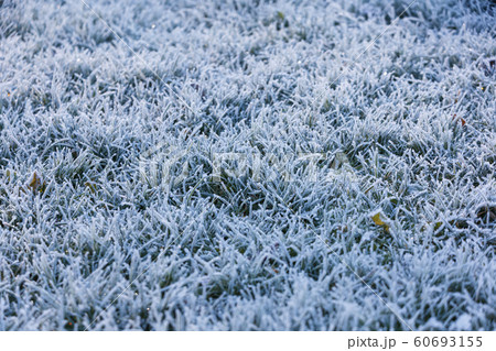 grass with morning frost grass with morning frost 60693155