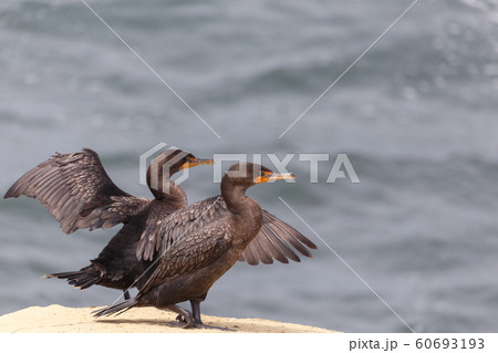 Double-crested Cormorant Double-crested Cormorant 60693193