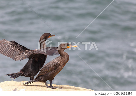 Double-crested Cormorant 60693194