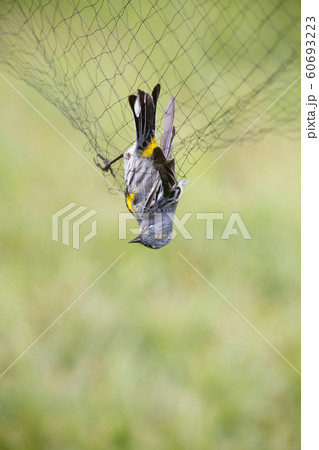 Yellow-rumped Warbler in the net 60693223