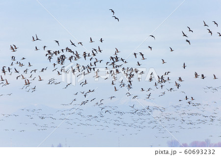 Swarm of Brant Swarm of Brant 60693232