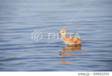 sandhill crane baby chick sandhill crane baby chick 60693293