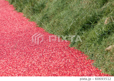 Cranberry harvest Cranberry harvest 60693512
