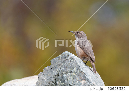 Rock Wren Rock Wren 60693522