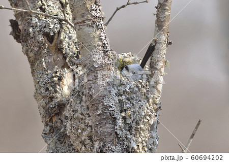 シマエナガの巣 シマエナガの巣 60694202