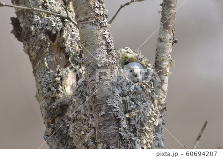 シマエナガの巣作り シマエナガの巣作り 60694207