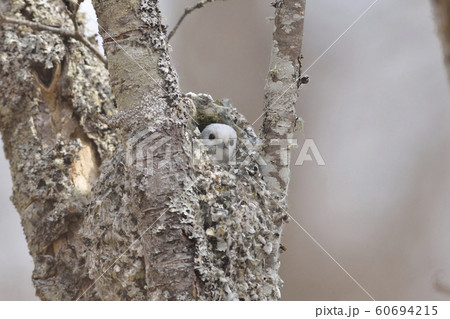 シマエナガの巣作り 60694215