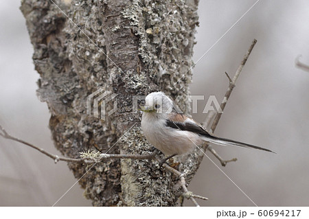 シマエナガの巣材運び シマエナガの巣材運び 60694217