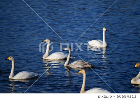 羽や嘴についた水滴が、朝日を浴びてキラキラ。冬の朝のオオハクチョウ家族たち。日本、千葉県、2019年 60694313