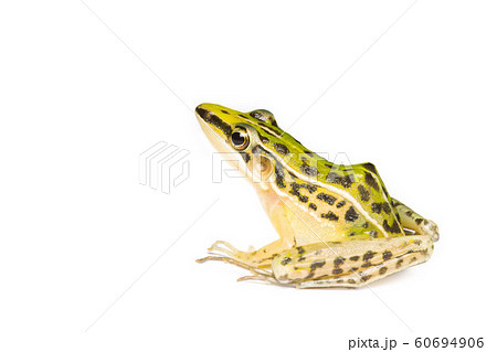 A beautiful common green water frog. isolated on 60694906