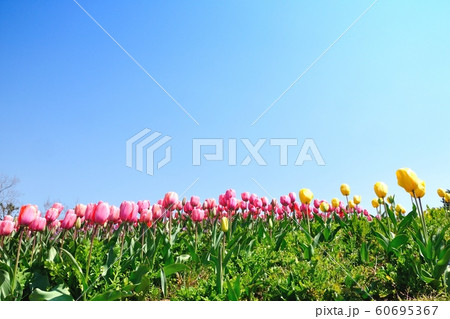国営明石海峡公園のチューリップ畑の写真素材