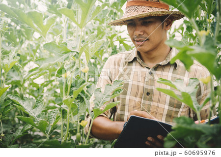 farmer checking and controling produce to qulity 60695976