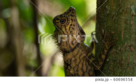Angle Head Lizard attaches to a tree in Borneo, Malaysia 60696558