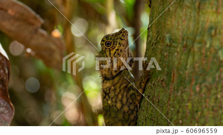 Angle Head Lizard attaches to a tree in Borneo,Malaysia 60696559