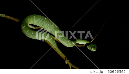 Green Pit Viper on tree branch at night in Danum Valley Field Center Sabah, Malaysia, Borneo 60696562