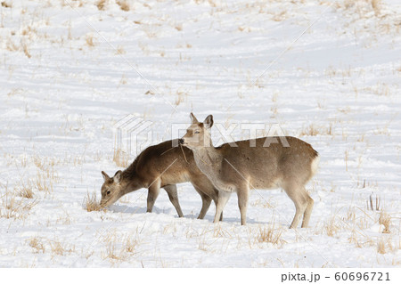 雪原で採餌活動するエゾシカ(メスの成獣&幼獣) 雪原で採餌活動するエゾシカ(メスの成獣&幼獣) 60696721