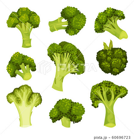 Broccoli Vector Set. Vegetable from Different Perspective Collection Broccoli Vector Set. Vegetable from Different Perspective Collection 60696723