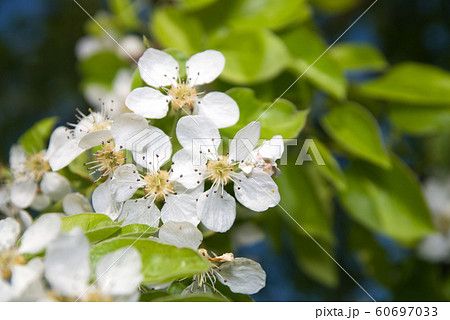 Apple tree with fresh flowers in a blossom. Apple tree with fresh flowers in a blossom. 60697033