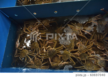 柴山漁港 水揚げされた生簀の勢子ガニ マツバガニの雌 柴山漁港 水揚げされた生簀の勢子ガニ マツバガニの雌 60697040