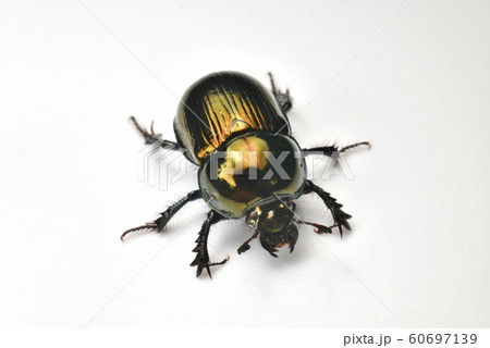 センチコガネ 60697139