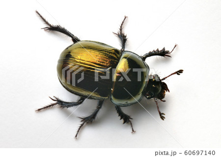 センチコガネ 60697140