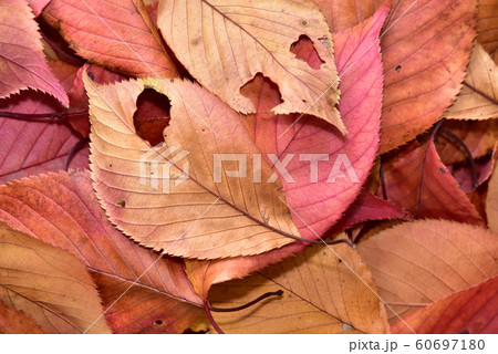秋の彩り桜の落葉・紅葉 秋の彩り桜の落葉・紅葉 60697180