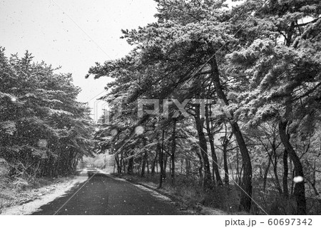 薮 景色 旅行 60697342