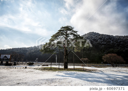 薮 景色 旅行 60697371