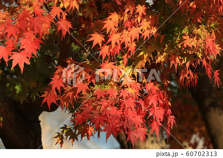 津久井湖　紅葉 60702313