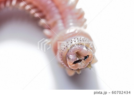 イソメの口の写真素材