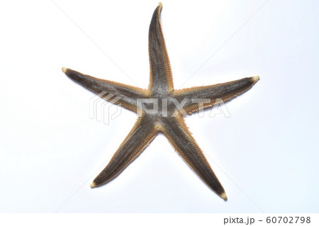 ヒトデ 60702798